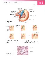Sobotta  Atlas of Human Anatomy  Trunk, Viscera,Lower Limb Volume2 2006, page 160